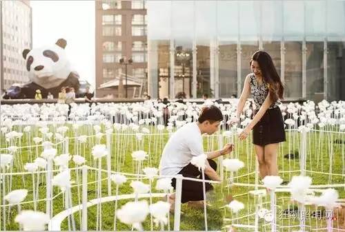 25000朵LED白玫瑰及两朵粉玫瑰点亮成都玫瑰仲夏