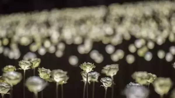 花了智库君“洪荒之力”搜罗而来的各地七夕灯光秀（多图）