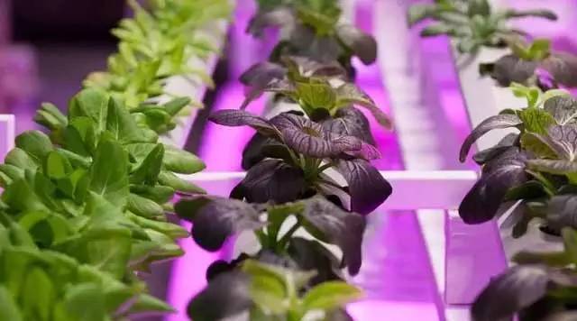 【OSLON®产品家族】光即茂盛 植物照明LED