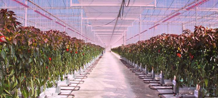 【OSLON®产品家族】光即茂盛 植物照明LED