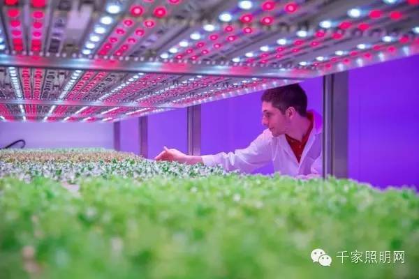 拓展照明种植细分市场 飞利浦的灯光食谱