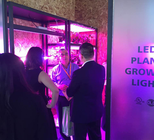 香港秋灯展会总结：灯丝灯和植物照明两大细分市场受重视