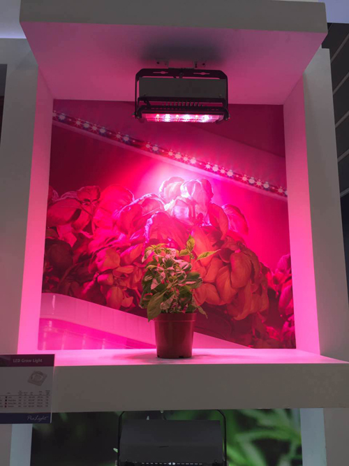 香港秋灯展会总结：灯丝灯和植物照明两大细分市场受重视