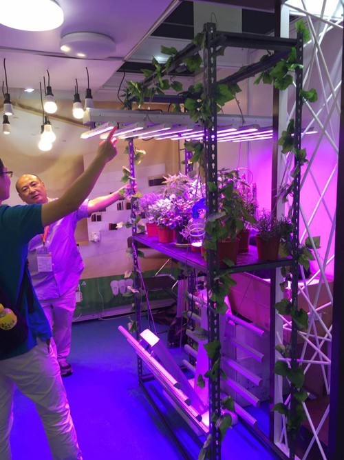 香港秋灯展会总结：灯丝灯和植物照明两大细分市场受重视