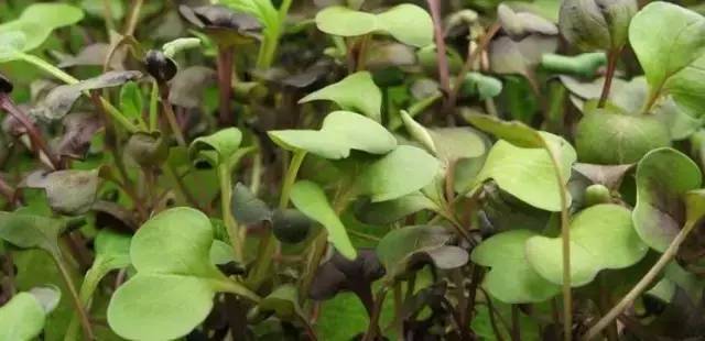 全球最顶级的13大高科技农场  LED都有参与