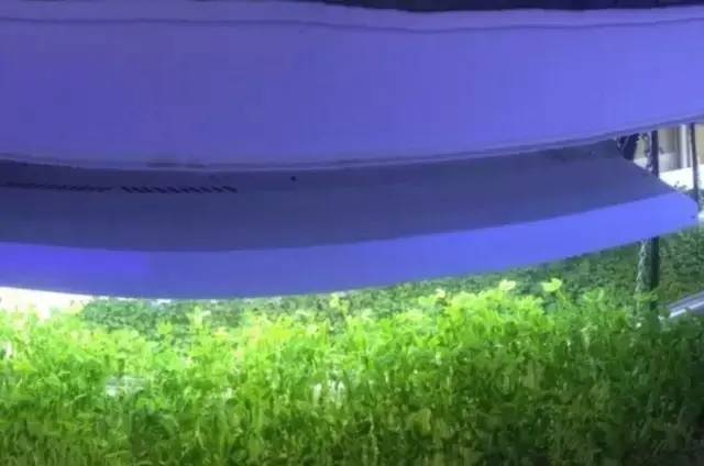 全球最顶级的13大高科技农场  LED都有参与