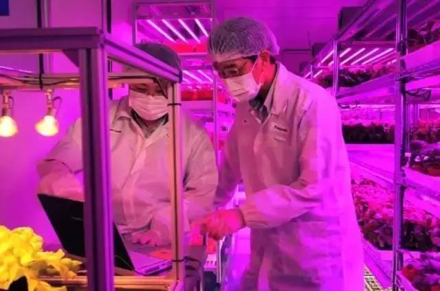 全球最顶级的13大高科技农场  LED都有参与