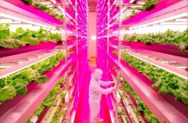 全球最顶级的13大高科技农场  LED都有参与