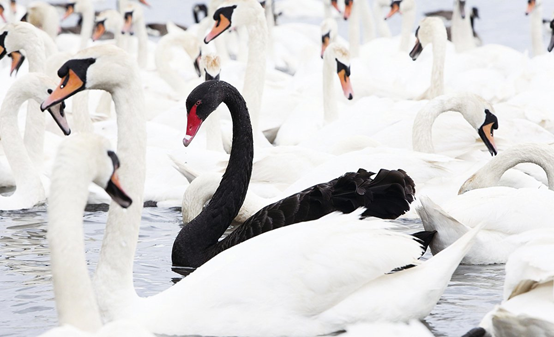 当LCD成了过去，而OLED又不是未来