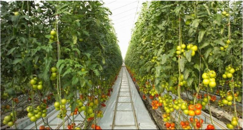 植物照明兴起 已走进全球顶级高科技农场