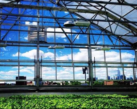 植物照明兴起 已走进全球顶级高科技农场