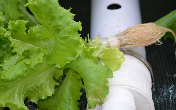 植物照明| 关于你关心的营养液、转基因、无土栽培等问题，都在这篇文章里了