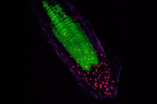 【涨知识】研究揭示植物根部如何感知光线