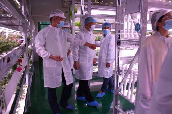 植物工厂如何降低成本？我们在东莞的这家企业找到了秘诀