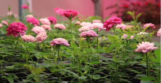 植物工厂如何降低成本？我们在东莞的这家企业找到了秘诀