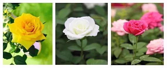 植物工厂如何降低成本？我们在东莞的这家企业找到了秘诀