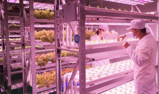 植物工厂如何降低成本？我们在东莞的这家企业找到了秘诀