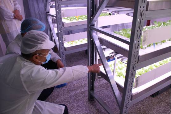 植物工厂如何降低成本？我们在东莞的这家企业找到了秘诀