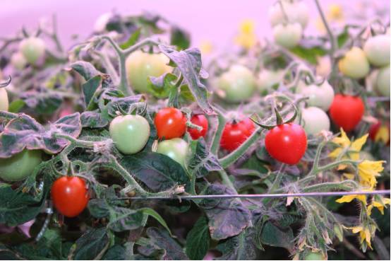 植物工厂如何降低成本？我们在东莞的这家企业找到了秘诀