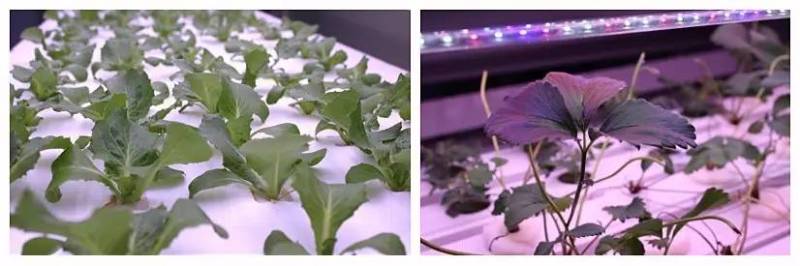 植物工厂如何降低成本？我们在东莞的这家企业找到了秘诀