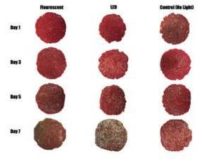 研究发现LED灯照射可延长肉品最佳色泽度时间