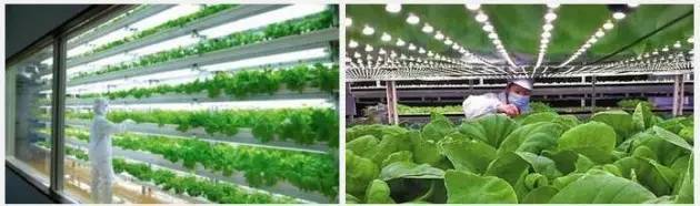 生物农业光照技术“黄金阵容” 推进现代农业光时代