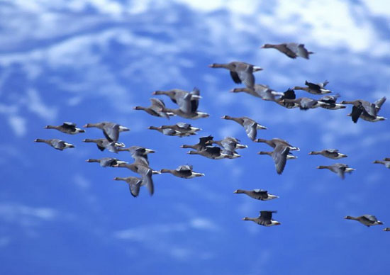 显示的十字路口与中日韩台的策略布局