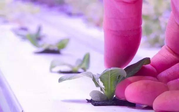 灯饰新闻早餐2016年11月8日（周二）