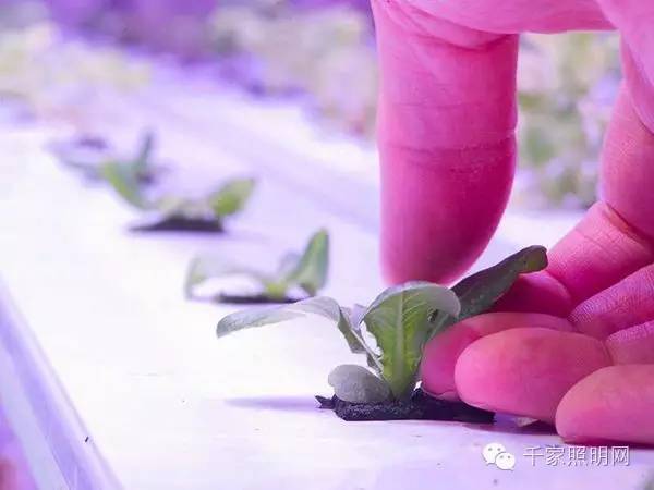 北极圈内如何种菜？货柜水耕贵却值得