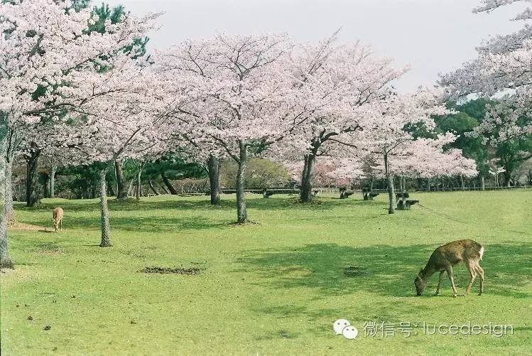 再出发| 你不曾知道的日本-Luce e Design设计印象之旅
