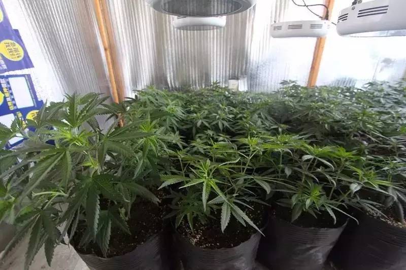 美国大选加州迎来大麻全部合法化  拉动LED植物照明新需求