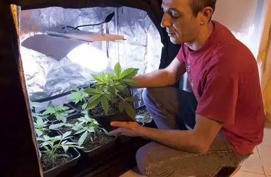 美国大选加州迎来大麻全部合法化  拉动LED植物照明新需求