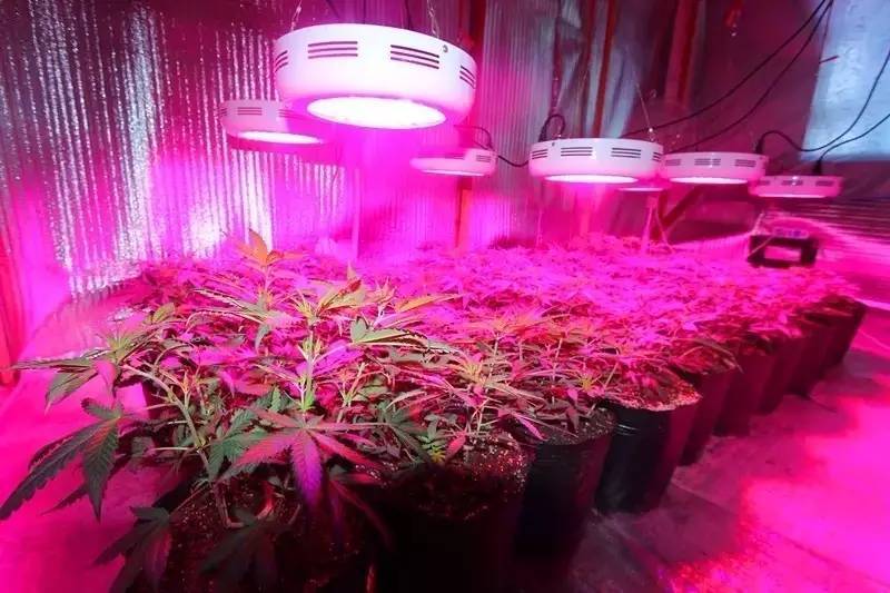 美国大选加州迎来大麻全部合法化  拉动LED植物照明新需求