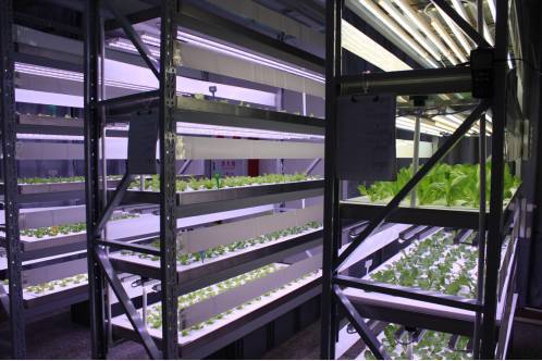 植物工厂如何降低成本？我们在东莞的这家企业找到了秘诀