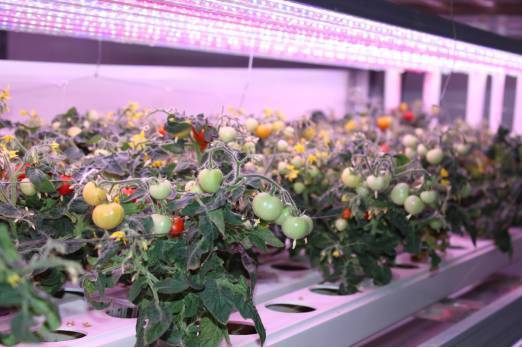 植物工厂如何降低成本？我们在东莞的这家企业找到了秘诀