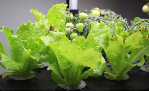 植物工厂如何降低成本？我们在东莞的这家企业找到了秘诀