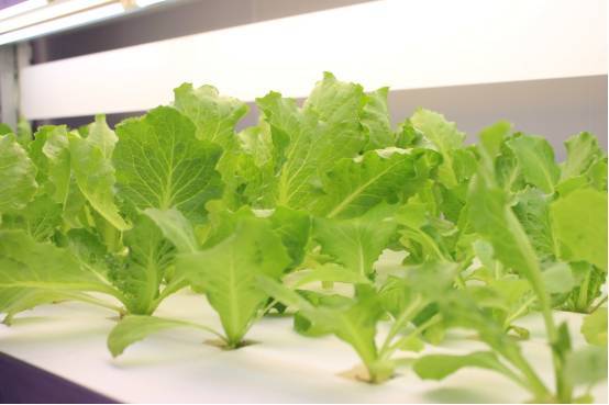 植物工厂如何降低成本？我们在东莞的这家企业找到了秘诀