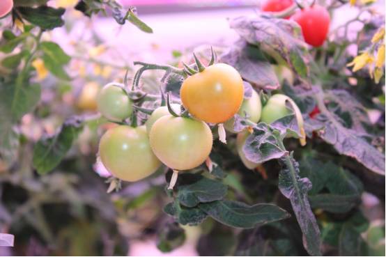 植物工厂如何降低成本？我们在东莞的这家企业找到了秘诀