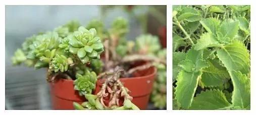 植物工厂如何降低成本？我们在东莞的这家企业找到了秘诀