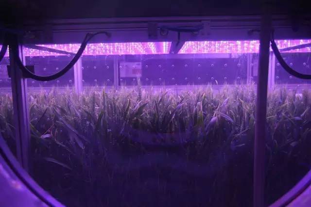 从绿航星际收官 看太空植物栽培实验和照明对人生物节律的影响研究