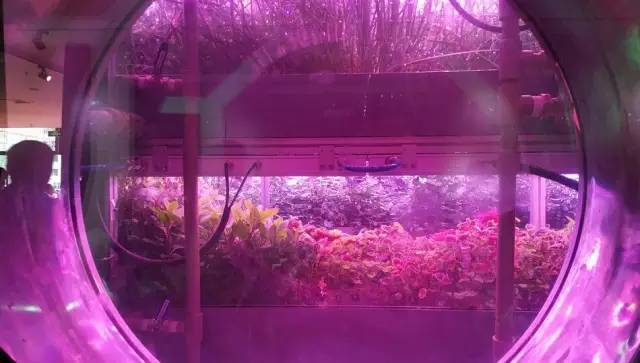 从绿航星际收官 看太空植物栽培实验和照明对人生物节律的影响研究