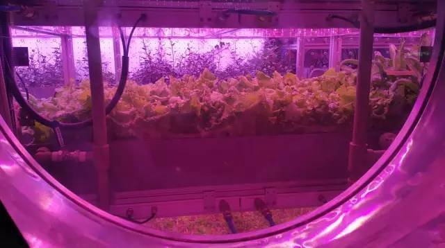 从绿航星际收官 看太空植物栽培实验和照明对人生物节律的影响研究