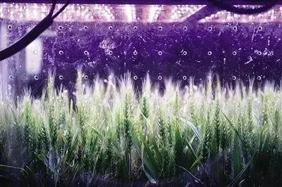 从绿航星际收官 看太空植物栽培实验和照明对人生物节律的影响研究