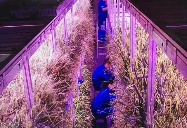 从绿航星际收官 看太空植物栽培实验和照明对人生物节律的影响研究