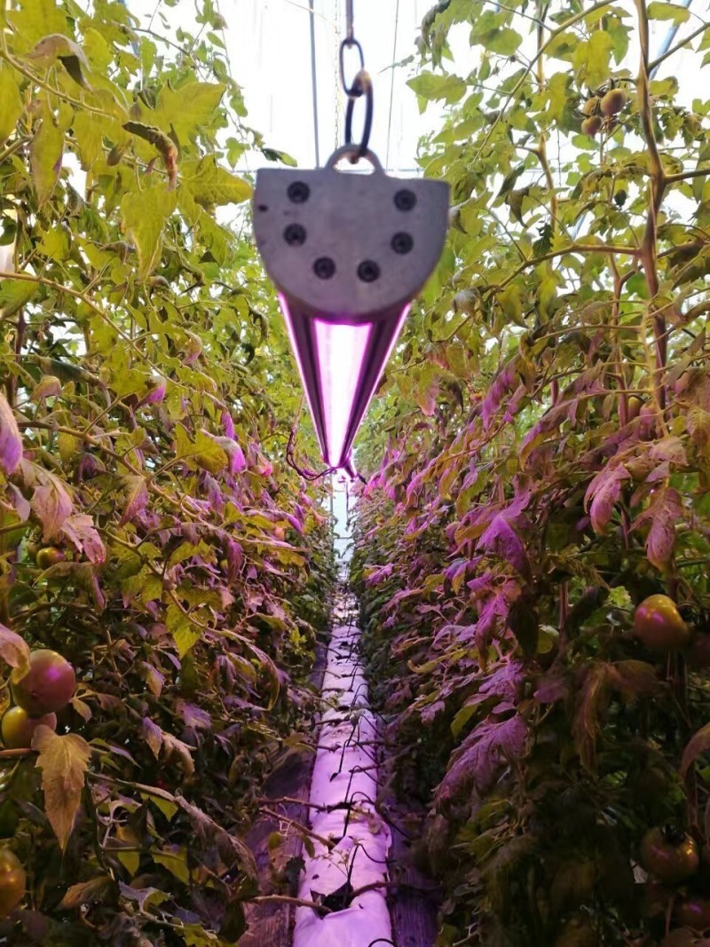 中国照协工作人员参观京郊植物工厂