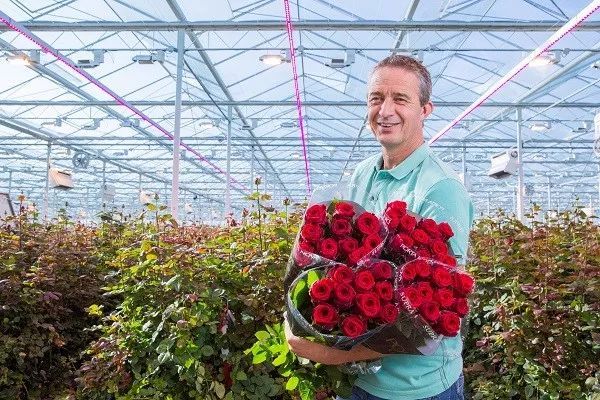 昕诺飞“特制”玫瑰花光谱+LED模组，提高玫瑰产量