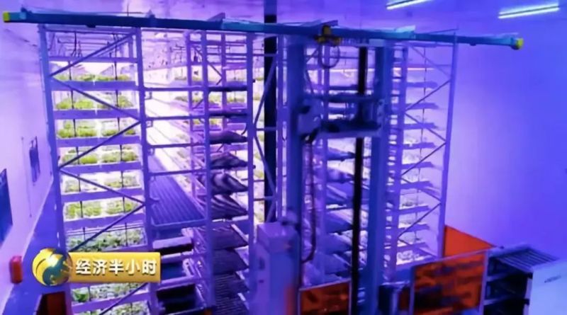 一家神奇“植物工厂”：种出的蔬菜比普通菜价贵近10倍！