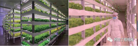 白皮书 | 植物工厂应用案例介绍