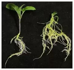 [Light·照明界]想要做好植物照明？先弄懂这些知识吧