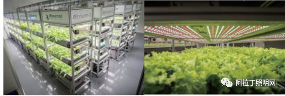 白皮书 | 植物工厂应用案例介绍
